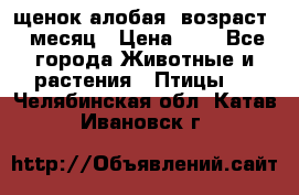 щенок алобая .возраст 1 месяц › Цена ­ 7 - Все города Животные и растения » Птицы   . Челябинская обл.,Катав-Ивановск г.